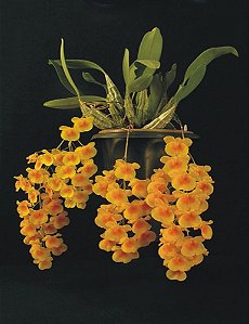 Dendrobium Lindley