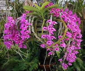 Dendrobium Parishi