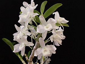 Dendrobium Nobile Albo