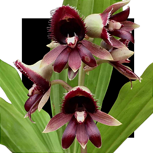 Catasetum Alex Pardo X ciliatum