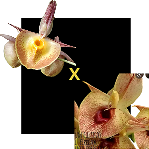 CATASETUM ( JOAO STIVALI X ORCHIDGLADE ) X DF 1060