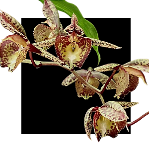 Catasetum ( Perosianum x Jamil Lawson _ vinho _ )