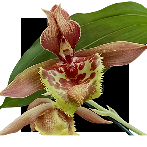 Catasetum (( J.Burchett x Orchidglade ) X ( J Burchett x Suzan Fuchs )) X dupliciscutula