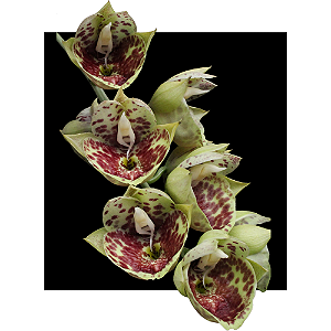 catasetum bound for glory