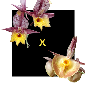 CATASETUM DRACO BICOLOR X ( JOAO STIVALI X ORCHIDGLADE )