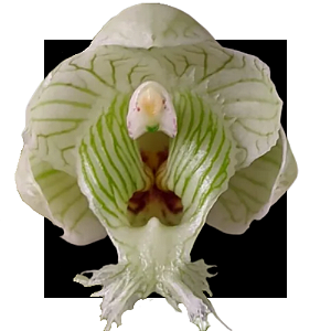 CLOWESIA  WARSCEWICZII X ROSEA