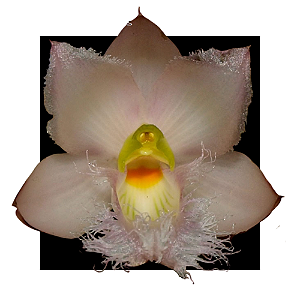 CLOWESIA  ROSEA x WARSCEWICZII