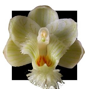 CLOWESIA AMAZONICO X  ROSEA