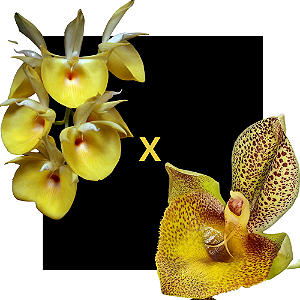 CATASETUM PILEATUM MARELO X MARY SPENCER - 213