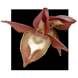 Catasetum  Orchidglade x tabulares