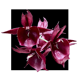 Ctsm pileatum imperiales x (( Stephen Moffitt ) x ( Orchidglade x J.Diamonds ))