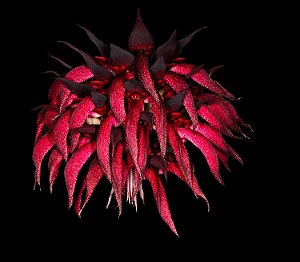 Bulbophyllum spiesii