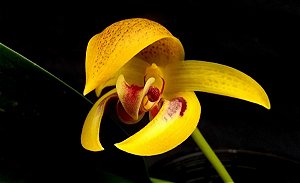 Bulbophyllum dearei “Matt”