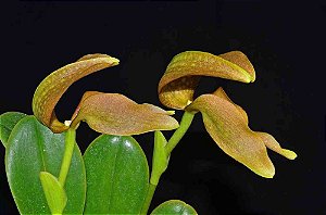 Bulbophyllum grandiflorum