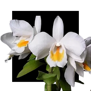 Dendrobium formosum