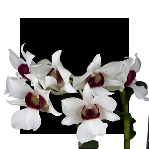 Dendrobium sanderae