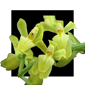 Gomesa recurva
