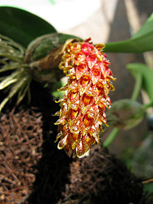 Bulbophyllum crassipes