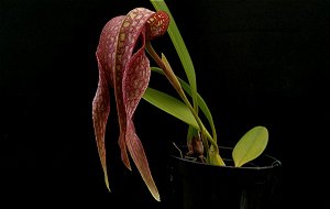 Bulbophyllum (grandiflorum x longisepalum)