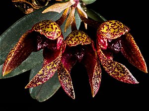 Bulbophyllum (phalaenopsis x frostii)