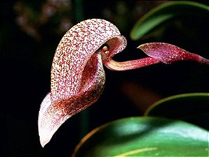 Bulbophyllum (afarkianum x cominsii)