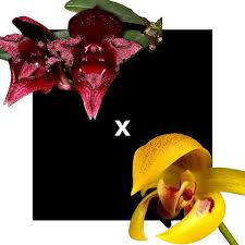 Bulbophyllum ( frostii x reticulatum )