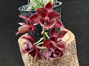 Clowsetum Barnabas Collis