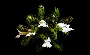 Cattleya leopoldii (lilacinea x “Cetro Esmeralda”)