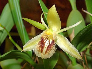 Coelogyne fimbriata