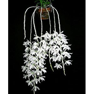 Dendrobium anosmum albo