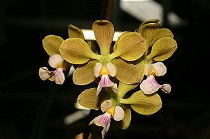 Encyclia advena