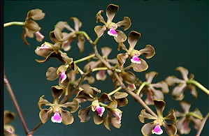 Encyclia duvenii