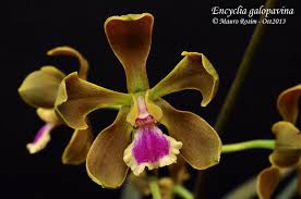 Encyclia galopavina
