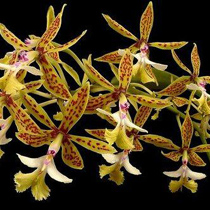 Epidendrum stanfordianum