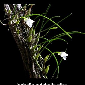 Isabelia pulchella ALBA