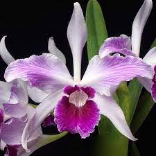 Laelia purpurata (flamea x tipo clara)
