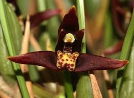 Maxillaria houteana