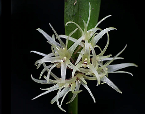 Mioxanthus exasperatus
