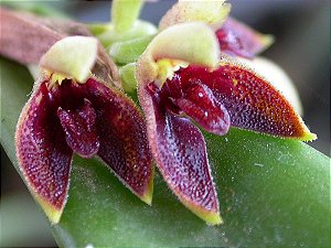 Pleurothallis aphthosa