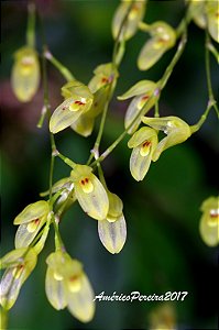 Pleurothallis grobyi