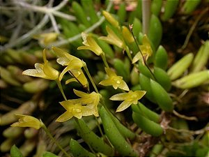Pleurothallis leptotifolia