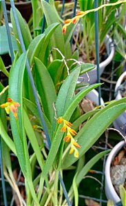 Pleurothallis ochreata