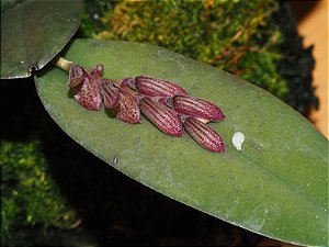 Pleurothallis pubescens