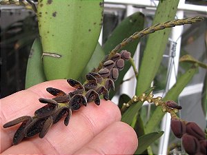 Pleurothallis saurocephala