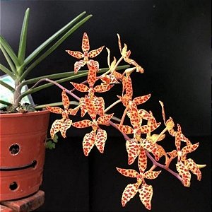 Renanthera monachica