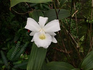 Sobralia sessilis alba x self