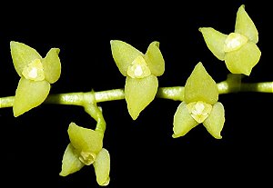 Stelis microphylla
