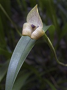 Trigonidium egertonianum