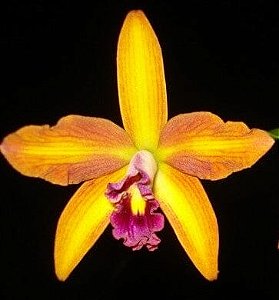 Laelia (tenebrosa x briegeri)