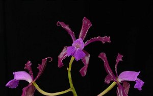 Schoomburgkia rosea x Cattleya elongata
